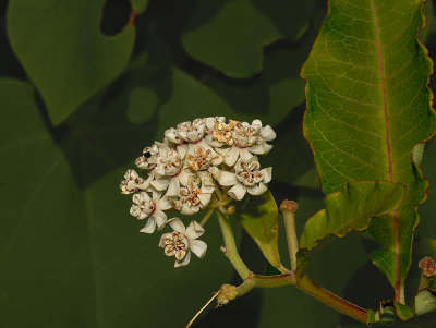 Milkweed, White