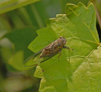 Cicadetta calliope