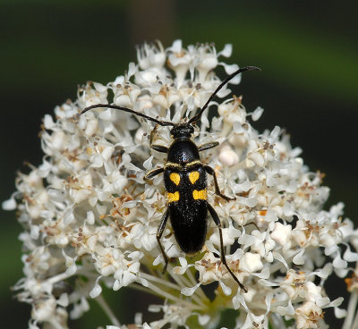 Flower Longhorn Beetle