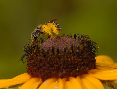 Sweat Bees, Leafcutter Bees, Resin Bees and related bees