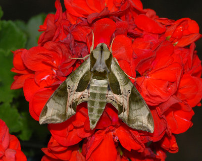 Pandorus Sphinx Moth (7859)