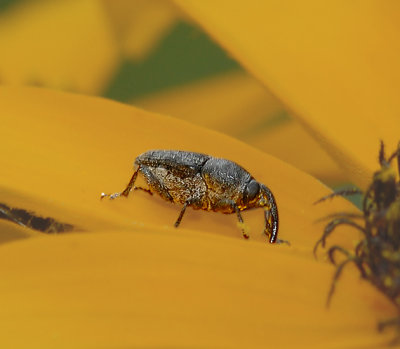 Weevil, Genus Rhyssomatus