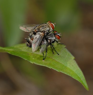 Tachnid Flies