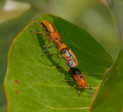Clay-colored Leaf Beetles