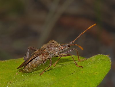 Acanthocephala sp.