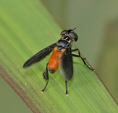 Tachinid, Feather-legged, Flesh, and related Flies