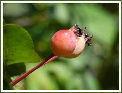 September 24 - Crabapples