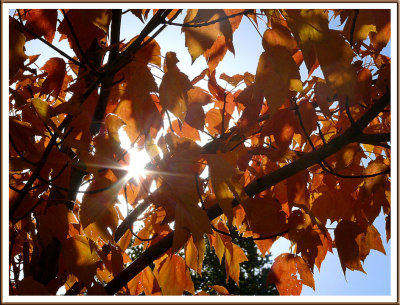 October 11 - Autumn Sun