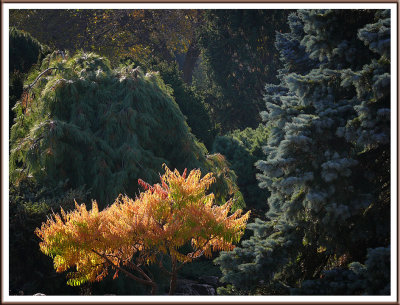 October 19 - The Burning Bush