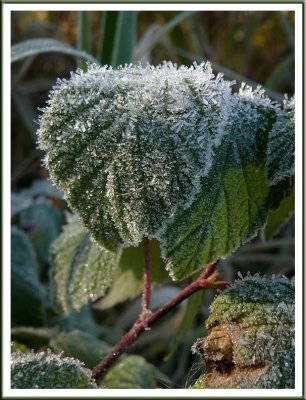 October 21 - A Frosty Morning