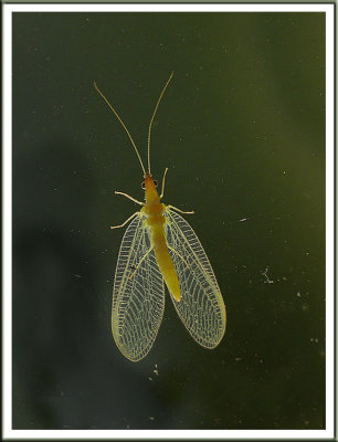 October 22 - Window Bug