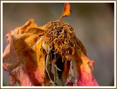 November 20 - Freeze-Dried