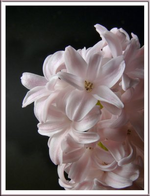 March 10 - Hyacinth