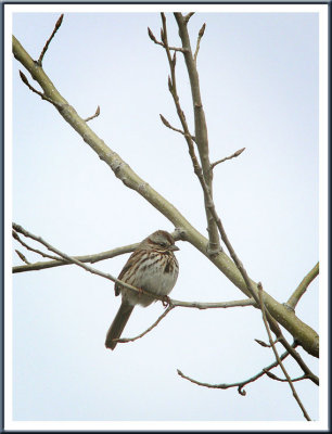 March 29 - Song Sparrow