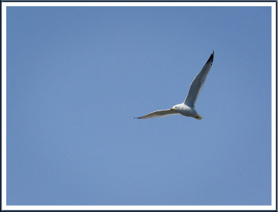 April 12 - Easter Gull