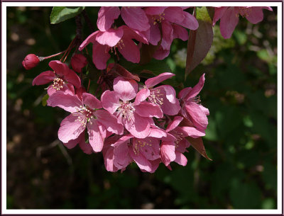 May 11 - In the Merry Month of May