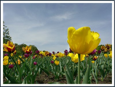 May 24 - Sunday Flowers