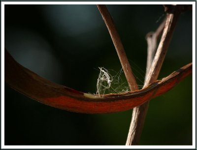 May 28 - Tangled Web