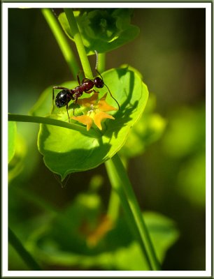 June 01 - Ant Plant