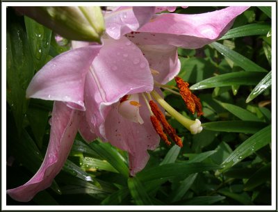 June 27 - Rainy Day Lily