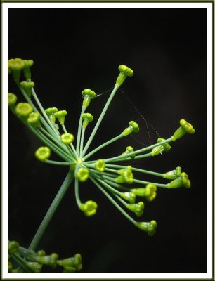 July 14 - Dill