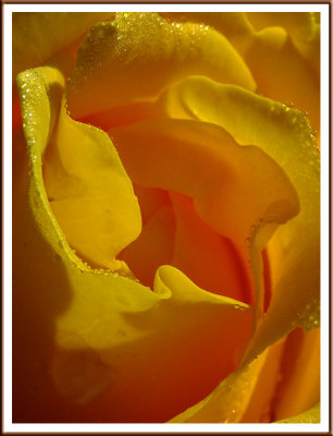 July 22 - The Yellow Rose of...Minnesota