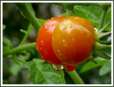 August 07 - Rainy Day Tomatoes