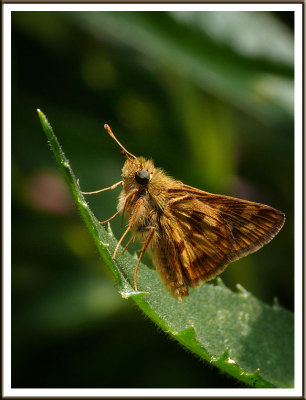 August 16 - Little Brown Butterfly