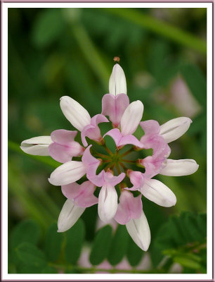 July 08 - Bug on a Flower