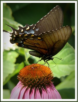 July 13 - Black Swallowtail