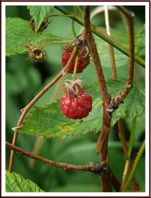 August 09 - Wild Raspberries
