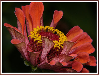 August 21 - Cloudy-Day Zinnia