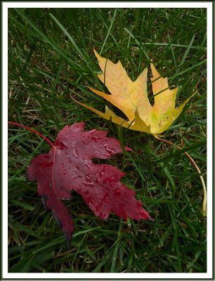 October 01 - A Rainy Autumn Afternoon