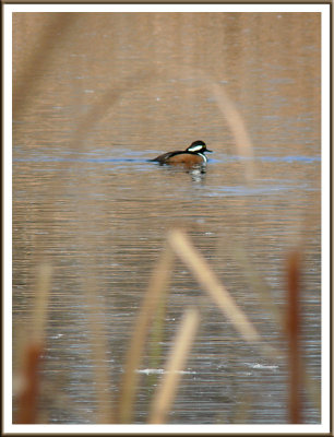 November 02 - The Brown Shades of Autumn
