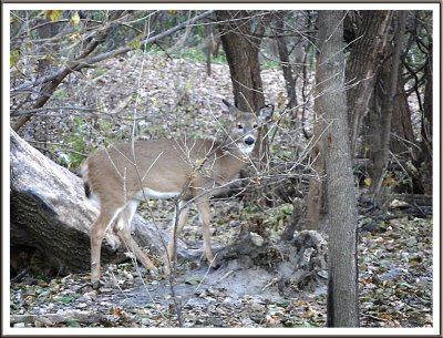 November 05 - Urban Deer