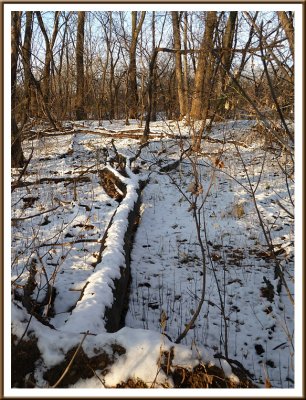 November 17 - It's Beginning to Look a Lot Like Winter