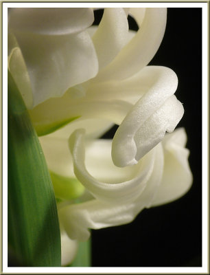 January 25 - Hyacinth