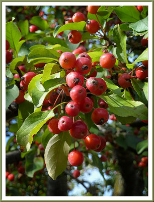 September 26 - Autumn Abundance