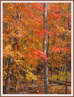 October 07 - Peak Color