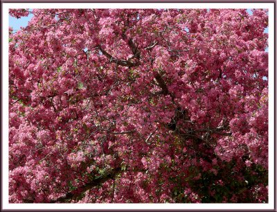 May 21 - Pink Profusion