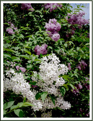 May 28 - Lilacs