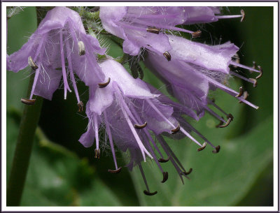 June 02 - Fuzzy Bells
