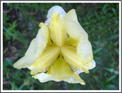 June 05 - Iris