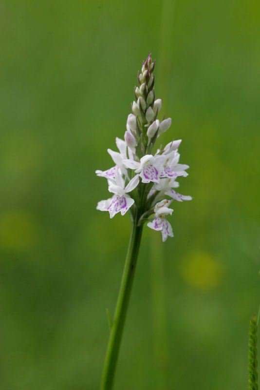 Dactylorhiza-fuchsii