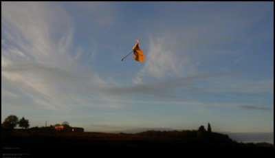 Falling leaf