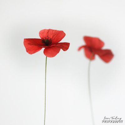 poppies