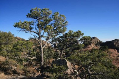 Lost Mine Trail, BBNP