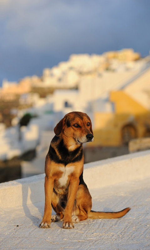 Santorini. On the roof of one house in Firostefani village