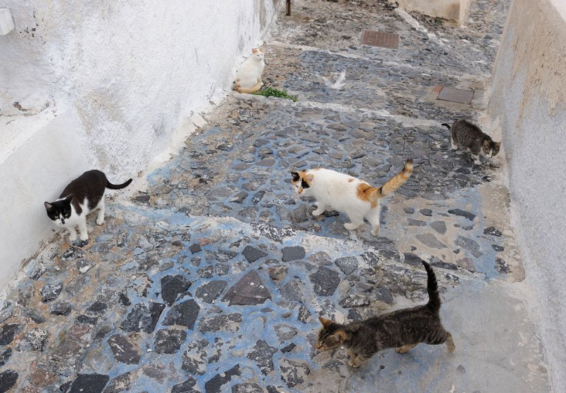 Santorini. All the Oia cats