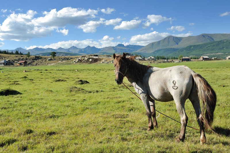 Altai. Near Dzhazator village